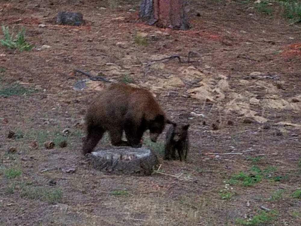 The Knotty Bear - Three Bedroom South Lake Tahoe